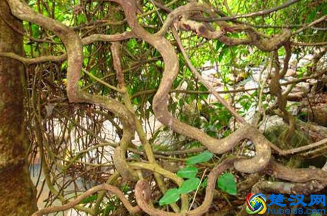 这种植物叫“过江龙”，是一种很好的药用植物，如今非常稀缺