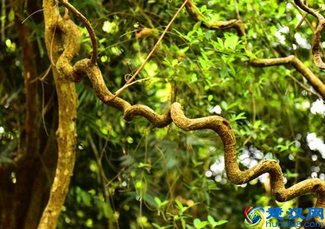 这种植物叫“过江龙”，是一种很好的药用植物，如今非常稀缺