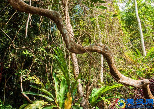 这种植物叫“过江龙”，是一种很好的药用植物，如今非常稀缺