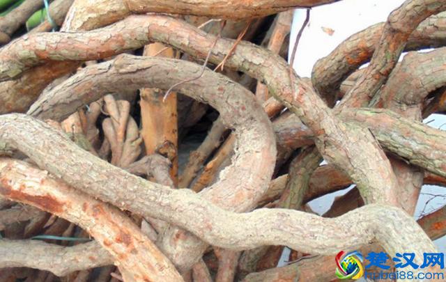 这种植物叫“过江龙”，是一种很好的药用植物，如今非常稀缺