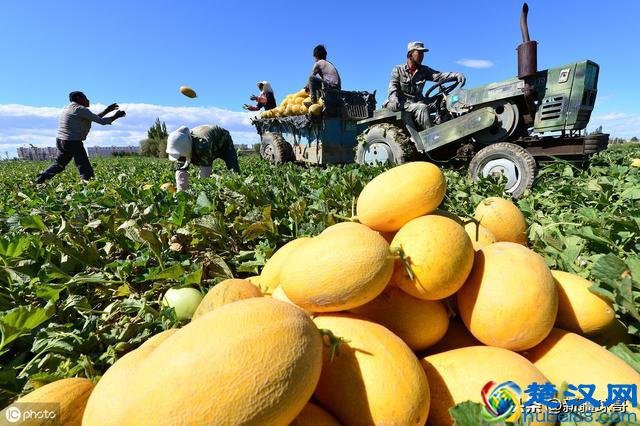 来新疆的甘肃人：我们不是来旅游，挣钱养家过上美好生活是目标