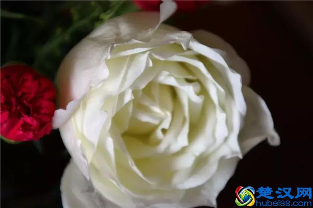 夏天插在瓶子里的鲜花如何保鲜？用这些方法一个礼拜都不会蔫！