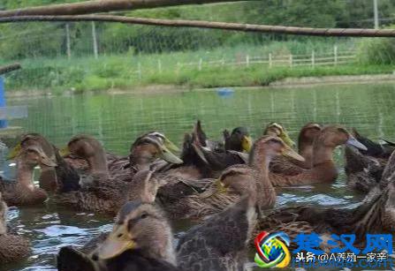 鸭子饲养管理大全，鸭子怎么养才长得快？养鸭户收藏吧