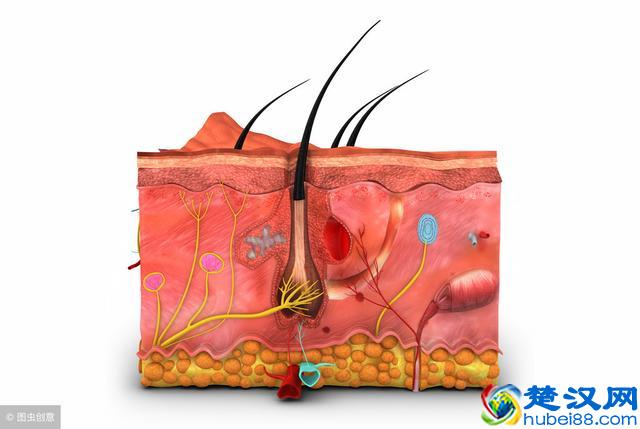 什么原因会导致皮肤粗糙？多吃这些食物皮肤滋润，气色更好！