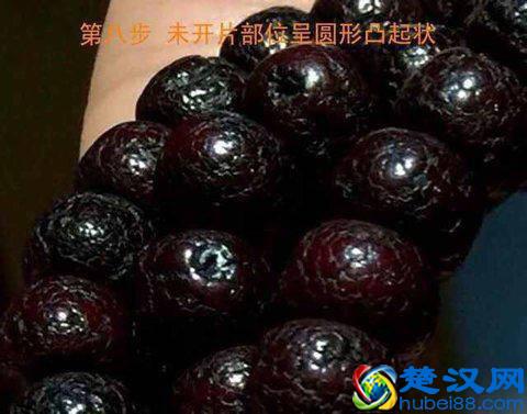 玩星月菩提子的人很多，但真正能盘出来漂亮的没几个！总结原因