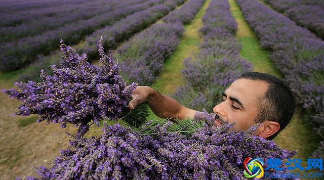 薰衣草香薰精油真的有助眠效果？