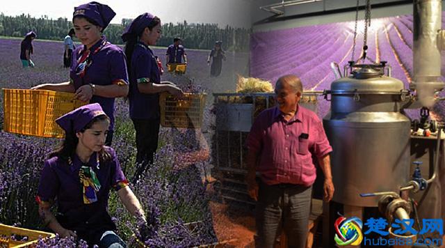 薰衣草香薰精油真的有助眠效果？