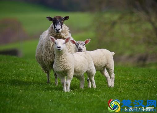 属羊的1991年1979年1967年1955年这些人今年会走鸿运