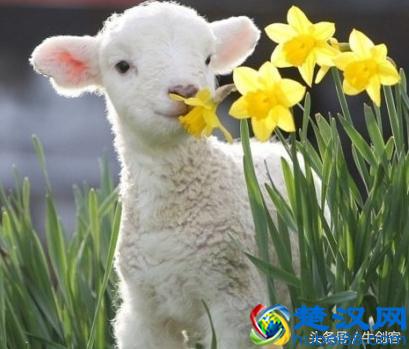 属羊的1991年1979年1967年1955年这些人今年会走鸿运