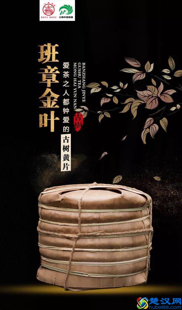 八角亭·班章金叶，品味茶树深山里最为低调的叶子