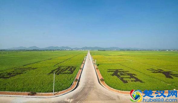 种什么最赚钱，推荐这3个种植项目
