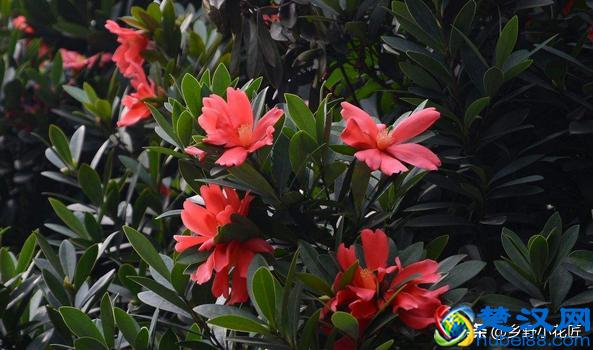 想知道为什么杜鹃红山茶有"植物大熊猫"之称