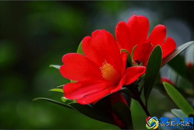 想知道为什么杜鹃红山茶有"植物大熊猫"之称