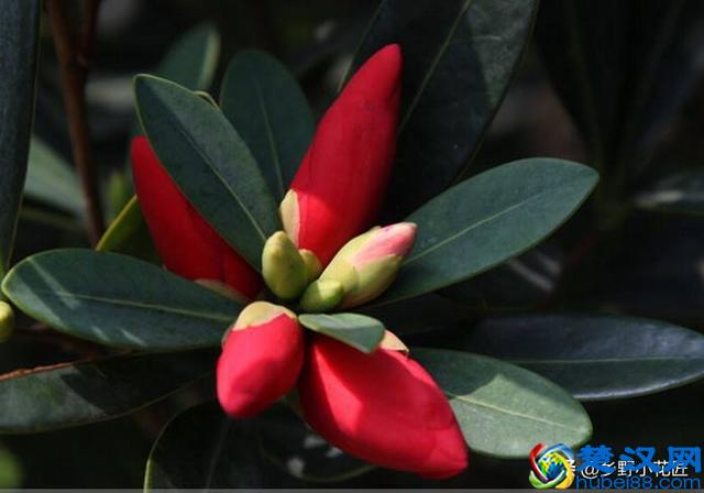 想知道为什么杜鹃红山茶有"植物大熊猫"之称