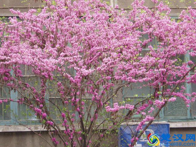 话说紫荆花：香港市花就是它吗？