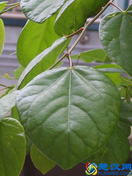 话说紫荆花：香港市花就是它吗？
