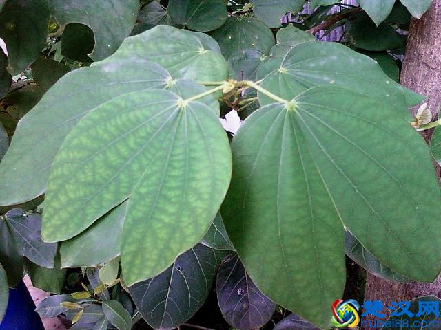 话说紫荆花：香港市花就是它吗？