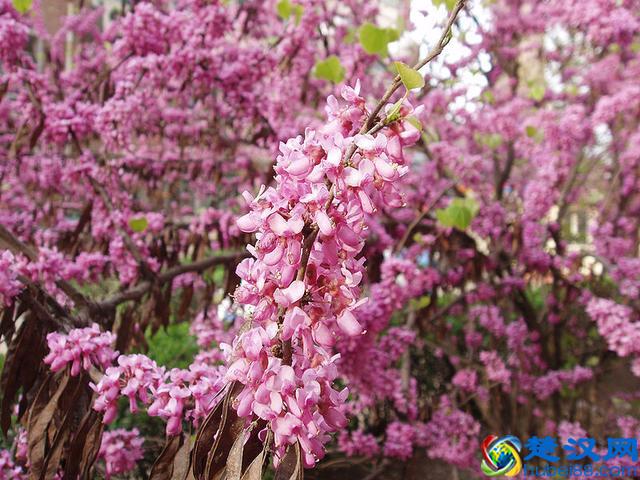 话说紫荆花：香港市花就是它吗？