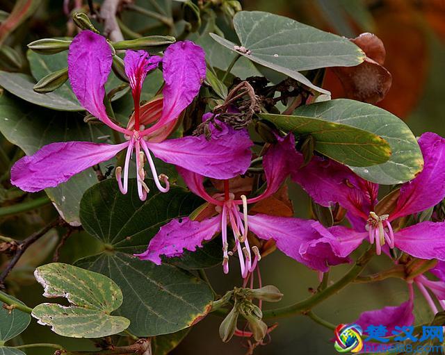 话说紫荆花：香港市花就是它吗？