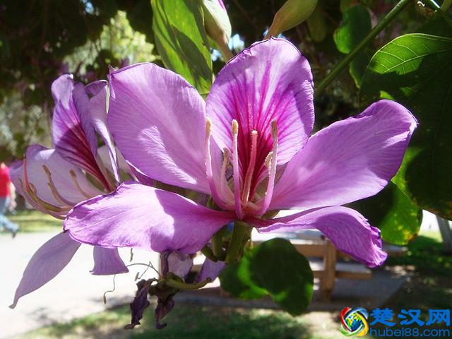 话说紫荆花：香港市花就是它吗？
