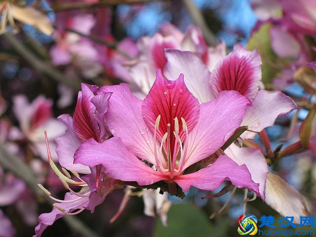 话说紫荆花：香港市花就是它吗？