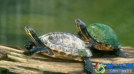 小乌龟怎么养？小乌龟吃什么？