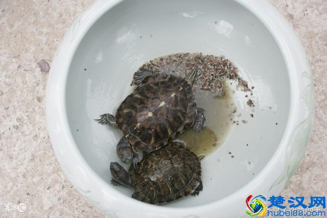 小乌龟怎么养？小乌龟吃什么？