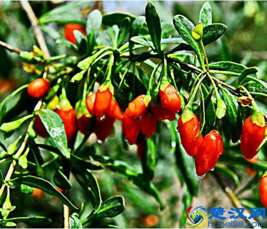 肾虚吃哪些食物补得快？