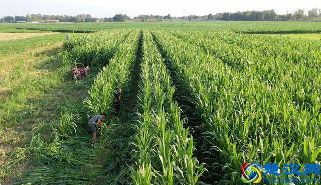 农村小伙养蚂蚱一年赚60多万，带动全村建起近200个养殖大棚