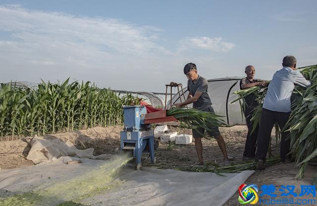 农村小伙养蚂蚱一年赚60多万，带动全村建起近200个养殖大棚