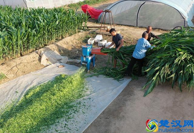 农村小伙养蚂蚱一年赚60多万，带动全村建起近200个养殖大棚