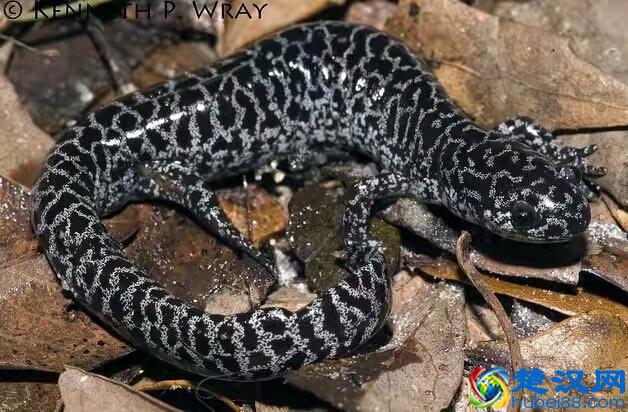 蝾螈鉴赏丨附带简易版饲养方法（非保护动物）