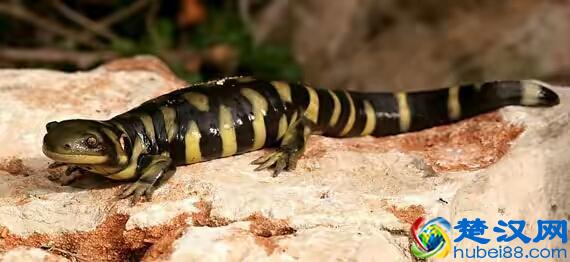 蝾螈鉴赏丨附带简易版饲养方法（非保护动物）