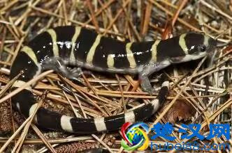 蝾螈鉴赏丨附带简易版饲养方法（非保护动物）