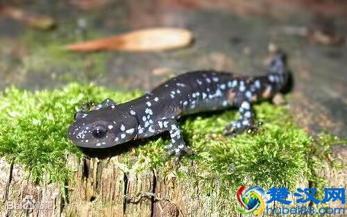 蝾螈鉴赏丨附带简易版饲养方法（非保护动物）