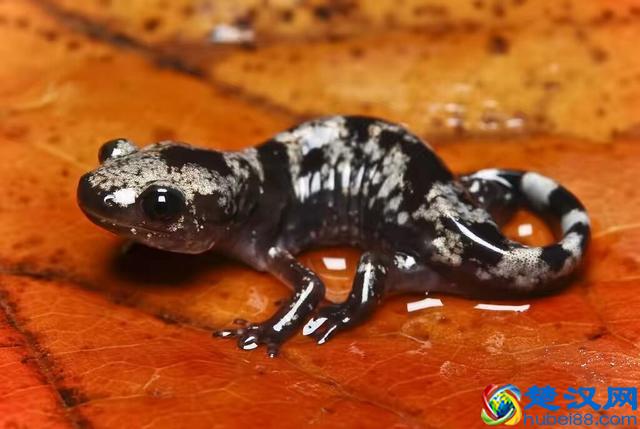 蝾螈鉴赏丨附带简易版饲养方法（非保护动物）