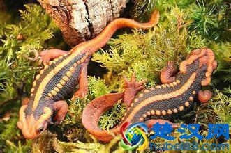 蝾螈鉴赏丨附带简易版饲养方法（非保护动物）