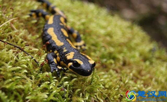 蝾螈鉴赏丨附带简易版饲养方法（非保护动物）