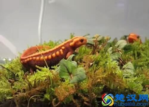 蝾螈鉴赏丨附带简易版饲养方法（非保护动物）