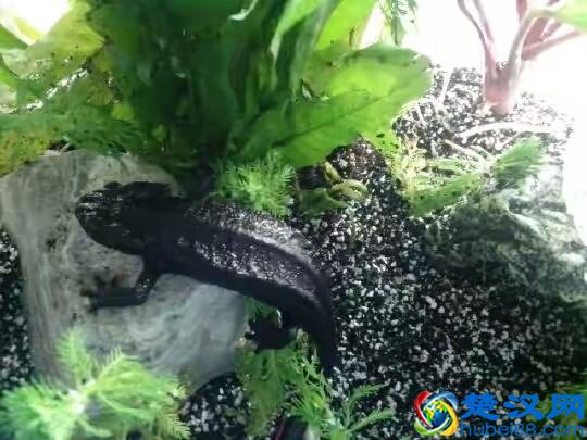 蝾螈鉴赏丨附带简易版饲养方法（非保护动物）