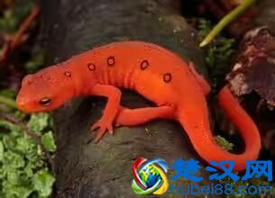 蝾螈鉴赏丨附带简易版饲养方法（非保护动物）