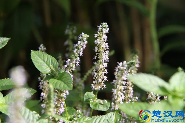 凉茶里的仙草是什么神仙的草？