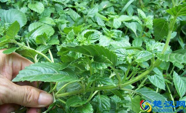 凉茶里的仙草是什么神仙的草？