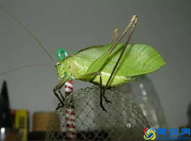 它叫“纺织娘”，文玩鸣虫之一