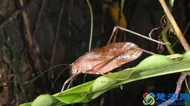 它叫“纺织娘”，文玩鸣虫之一