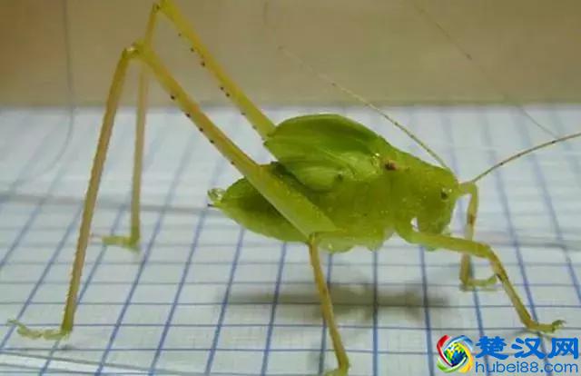 它叫“纺织娘”，文玩鸣虫之一