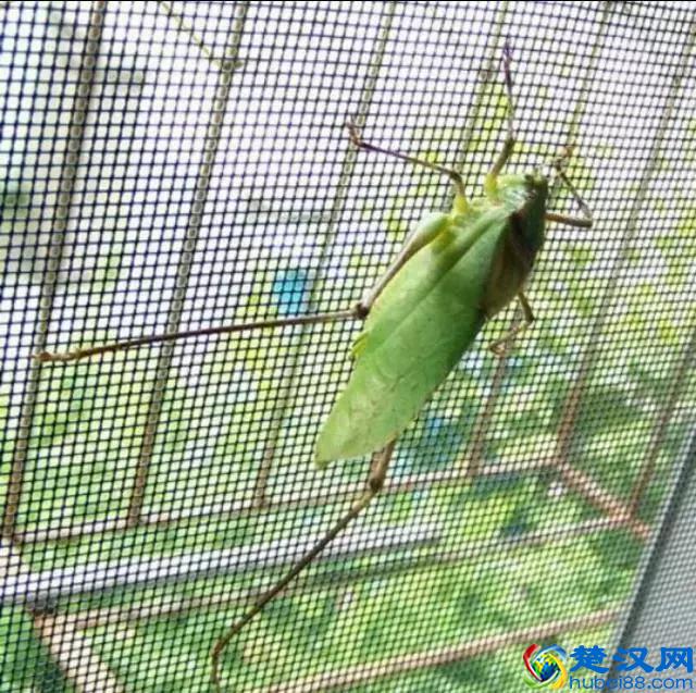 它叫“纺织娘”，文玩鸣虫之一
