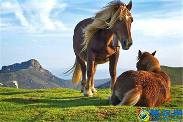 农村俗语：“路遥知马力，日久见人心”，什么意思，你知道吗