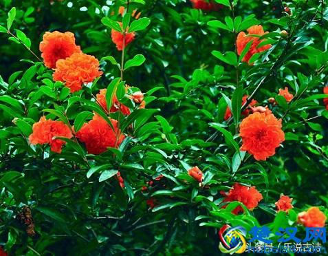 五月，石榴花开了，结出小小的果实，惹人喜爱