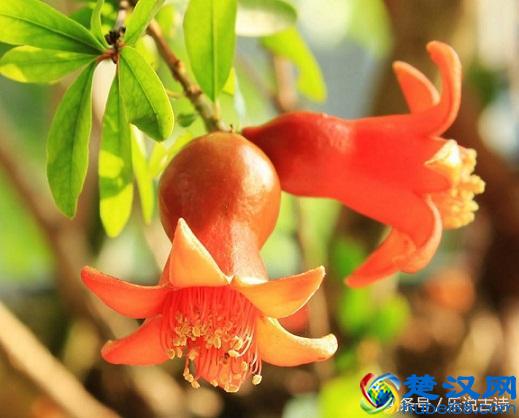 五月，石榴花开了，结出小小的果实，惹人喜爱